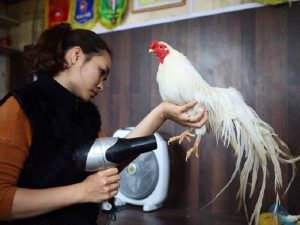 Cần vệ sinh và khử trùng định kỳ để phòng bệnh hiệu quả trên gà đá