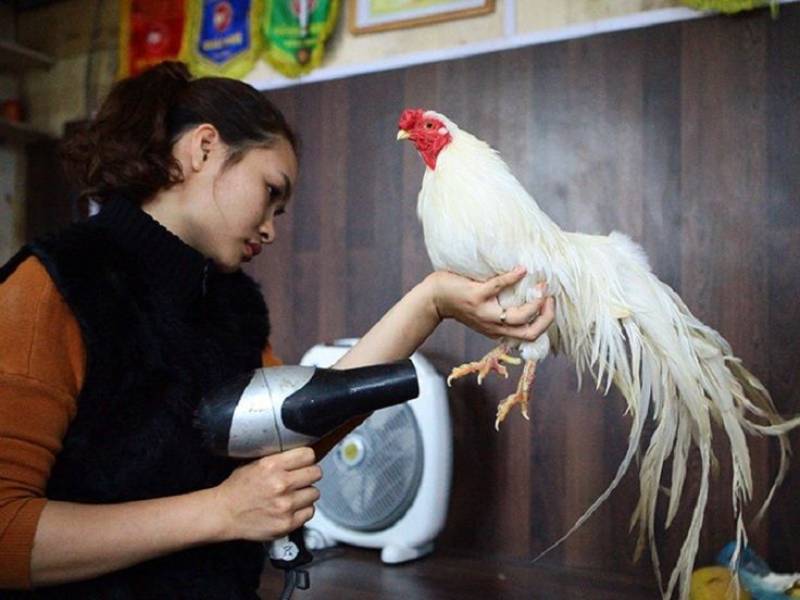 Cần vệ sinh và khử trùng định kỳ để phòng bệnh hiệu quả trên gà đá