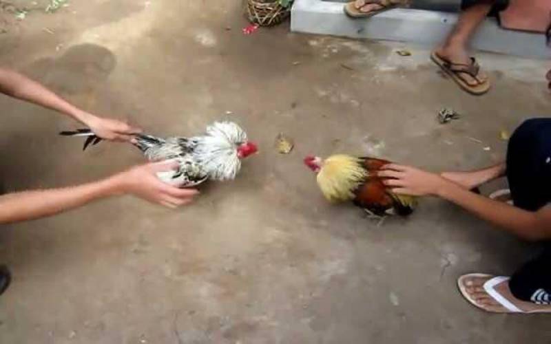 Có 3 cửa cược đá gà trực tuyến phổ biến hiện nay