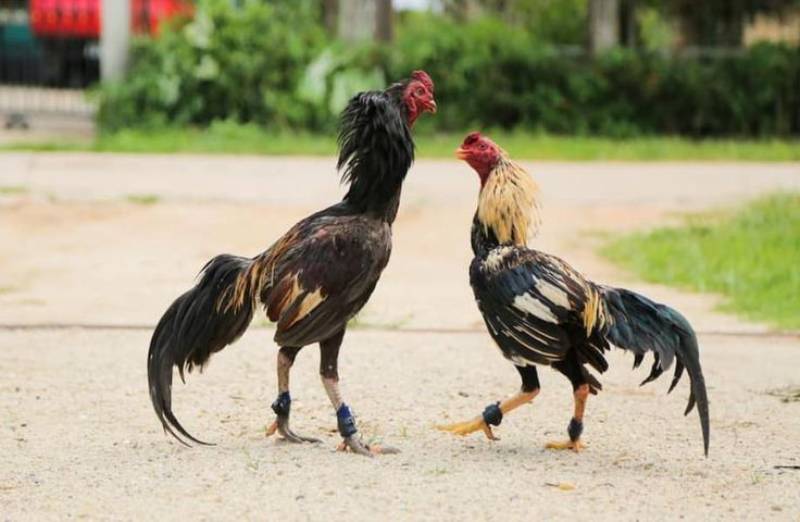 Sự khác biệt giữa đá gà cựa dao và đá gà truyền thống